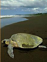 Mazunte Turtle Sanctuary